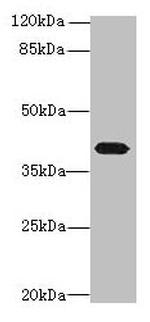 PTAFR Antibody in Western Blot (WB)