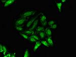 PTF1A Antibody in Immunocytochemistry (ICC/IF)