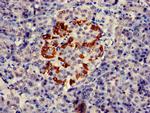 PTF1A Antibody in Immunohistochemistry (Paraffin) (IHC (P))