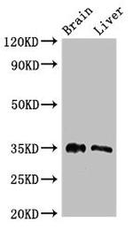 PTF1A Antibody in Western Blot (WB)