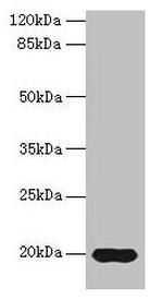 REG3G Antibody in Western Blot (WB)