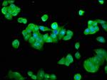 RFXANK Antibody in Immunocytochemistry (ICC/IF)