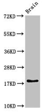 RPL23A Antibody in Western Blot (WB)