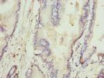 Rhotekin Antibody in Immunohistochemistry (Paraffin) (IHC (P))