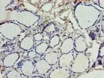 SDSL Antibody in Immunohistochemistry (Paraffin) (IHC (P))