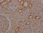 SEPP1 Antibody in Immunohistochemistry (Paraffin) (IHC (P))