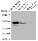 SEPP1 Antibody in Western Blot (WB)