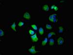 SLC22A2 Antibody in Immunocytochemistry (ICC/IF)