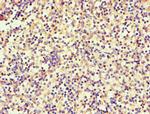 Serglycin Antibody in Immunohistochemistry (Paraffin) (IHC (P))