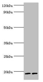 Serglycin Antibody in Western Blot (WB)