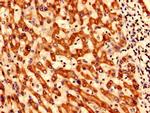 SYNJ2BP Antibody in Immunohistochemistry (Paraffin) (IHC (P))