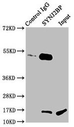 SYNJ2BP Antibody in Immunoprecipitation (IP)