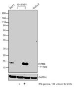 IFITM3 Antibody in Western Blot (WB)