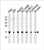 IFITM3 Antibody in Western Blot (WB)