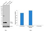 IFITM3 Antibody in Western Blot (WB)