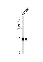 IFITM3 Antibody in Western Blot (WB)