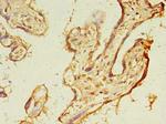 TMEM165 Antibody in Immunohistochemistry (Paraffin) (IHC (P))