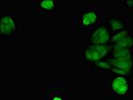 STING Antibody in Immunocytochemistry (ICC/IF)