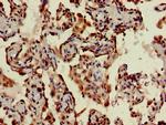 STING Antibody in Immunohistochemistry (Paraffin) (IHC (P))