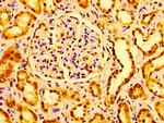 GM2A Antibody in Immunohistochemistry (Paraffin) (IHC (P))