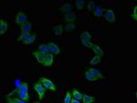 TMEM55A Antibody in Immunocytochemistry (ICC/IF)