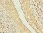 TMEM55A Antibody in Immunohistochemistry (Paraffin) (IHC (P))