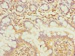 TMEM55A Antibody in Immunohistochemistry (Paraffin) (IHC (P))