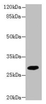 TMEM55A Antibody in Western Blot (WB)