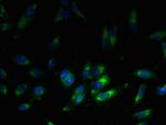 RPL38 Antibody in Immunocytochemistry (ICC/IF)