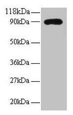 RPL38 Antibody in Western Blot (WB)