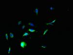 PTEN2 Antibody in Immunocytochemistry (ICC/IF)