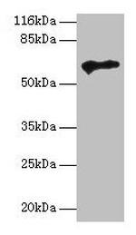 PTEN2 Antibody in Western Blot (WB)