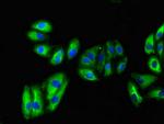 VNN1 Antibody in Immunocytochemistry (ICC/IF)