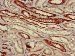 VNN1 Antibody in Immunohistochemistry (Paraffin) (IHC (P))