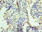 ZMYND10 Antibody in Immunohistochemistry (Paraffin) (IHC (P))