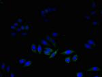 DAD1 Antibody in Immunocytochemistry (ICC/IF)