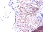 PTDSS1 Antibody in Immunohistochemistry (Paraffin) (IHC (P))