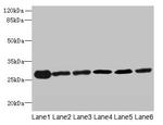 TMED9 Antibody in Western Blot (WB)