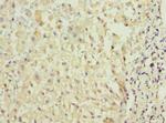 TMED2 Antibody in Immunohistochemistry (Paraffin) (IHC (P))