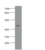 Creatine Kinase MM Antibody in Western Blot (WB)