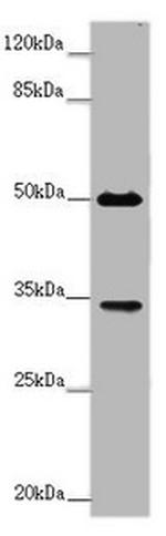 FCGR2B Antibody in Western Blot (WB)