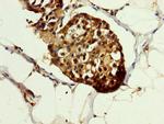 HSPA1A Antibody in Immunohistochemistry (Paraffin) (IHC (P))