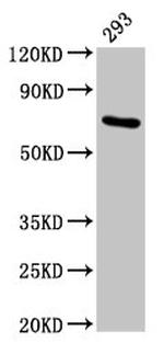 HSPA1A Antibody in Western Blot (WB)