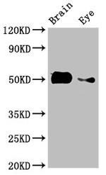 alpha Tubulin Antibody in Western Blot (WB)