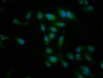 NT5C2 Antibody in Immunocytochemistry (ICC/IF)