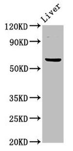 NT5C2 Antibody in Western Blot (WB)