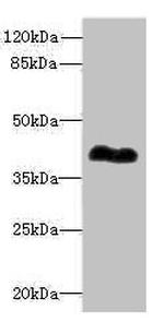 ROM1 Antibody in Western Blot (WB)