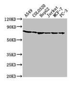 HSPA1A Antibody in Western Blot (WB)