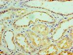 GALE Antibody in Immunohistochemistry (Paraffin) (IHC (P))