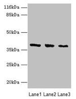 GALE Antibody in Western Blot (WB)